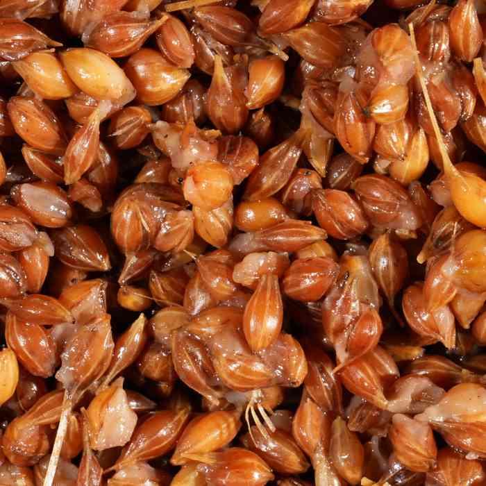 Зерновая смесь MINENKO Wild Wheat (1кг) Дикая пшеница